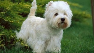 Le Westie ou West Highland White Terrier  Origine personnalité éducation santé et choix du chiot [upl. by Musihc]