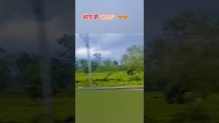 Assam ke tea assam assamese assamtea assamteagarden trendingshorts [upl. by Malti389]