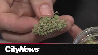 Cannabis users continue falling in line with laws after legalization Health Canada [upl. by Sigfried]