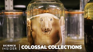 Why 11 Million Embalmed Specimens Are Stored In The Field Museums Basement  Colossal Collections [upl. by Anglo]