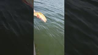 29 14 inch Rainy Lake Walleye released [upl. by Yespmed]