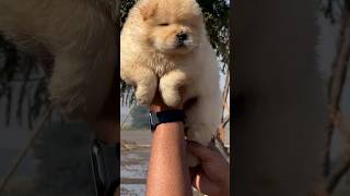 Chow chow the special puppy 😀💖youtubeshorts doglover [upl. by Natanhoj]