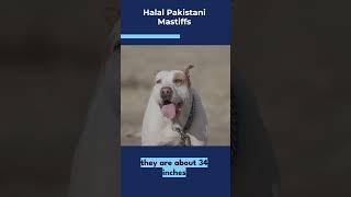 HALAL PAKISTANI MASTIFFS [upl. by Kreit]