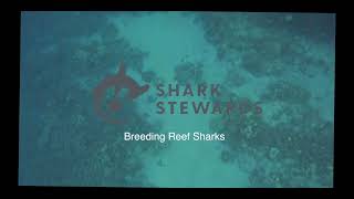 Breeding Whitetip Reef Sharks [upl. by Gnat]