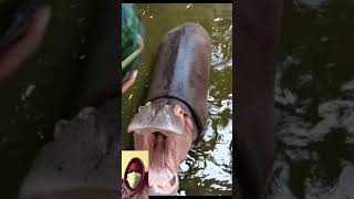 🆕 Hippo Eat Watermelon Asmr Hippo Eating Top Video [upl. by Uehttam860]