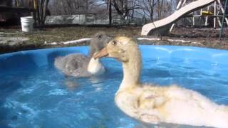 Ducklings Dive and Splash in the Water [upl. by Anilos]