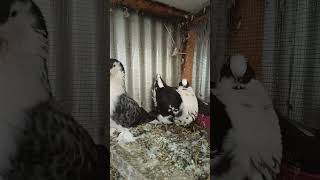 Mondaine pigeon raised by Lahore pair [upl. by Esya]