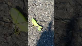 Praying Mantis Parasite Horsehair Worm prayingmantis nature parasite Ran over by a Car [upl. by Britni983]