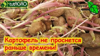 ПОЛОЖИТЕ ЭТО РЯДОМ С КАРТОФЕЛЕМ И ОН НЕ БУДЕТ ПОРТИТЬСЯ И ПРОРАСТАТЬ Натуральное средство [upl. by Nussbaum325]