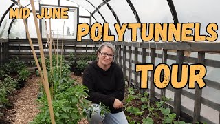 Polytunnels Update Mid June On Our Allotment [upl. by Nohtahoj]