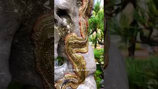 How to make Plant Like a Snake  Gardening  Bonsai Tree [upl. by Shirberg]