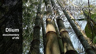 Giant bamboo Dendrocalamus asper  part 4 [upl. by Ibur]