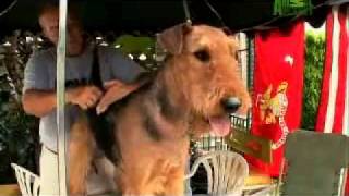 Dogs 101 Airedale Terrier [upl. by Aicela]