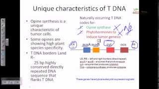 Ti plasmid and T DNA [upl. by Analihp958]