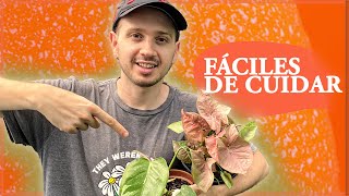 🟢 ¡5 Plantas de Interior Fáciles de Cuidar [upl. by Brock172]