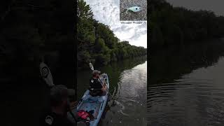 Smallmouth Bass on Crooked Creek  Kayak Fishing  Bonafide RVR 119  Nature [upl. by Gwenn]