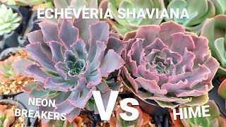 Echeveria shaviana Hime Vs Echeveria shaviana Neon Breakers [upl. by Arhoz722]