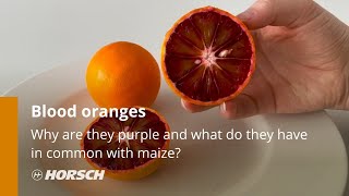 HORSCH  Why are blood oranges purple and what do they have in common with maize [upl. by Lemert249]