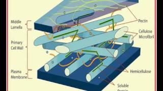 Theoritical Plant Anatomy Lecture 01 [upl. by Analli]