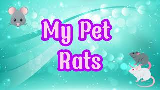 My Pet Rats 089 [upl. by Rovit]