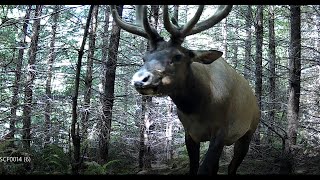 Big Bull Roosevelt Elk Finds Our Camera [upl. by Coco649]