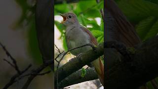 Three melodious nightingales The best bird song lovebirdsounds [upl. by Balkin]