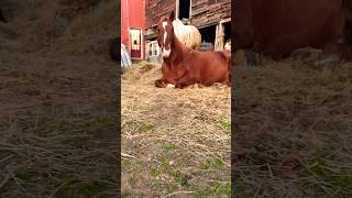 Early morning chewers enjoying the sunrise asmr horse morningchores sunrise [upl. by Eelrebma173]