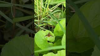 Darkedged Beefly on Viola leaf [upl. by Yrral]