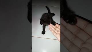 KUCING HITAM OSONG Kucing Sulawesi [upl. by Ryann770]