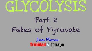 Glycolysis Part 2 Fates of Pyruvate [upl. by Marjana254]