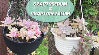 Graptopetalum Paraguayense  Graptosedum  Collar de Rubies [upl. by Nylhtiak]