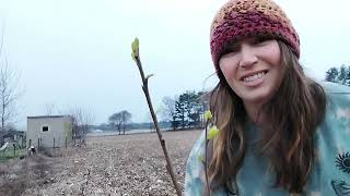 Planting the fruit trees [upl. by Nosnhoj976]