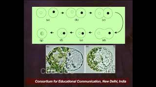 Plant Tissue Culture  XII Protoplast Culture II [upl. by Valentino]