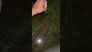 Tiger Fish Diya Aaj Copper Ko alligatorgarfish monsterfish tigerfish nature shorts [upl. by Llertal380]