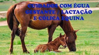 Cuidados com égua Gestante e Período de Lactação Cólica Equina Saiba mais [upl. by Gardal]