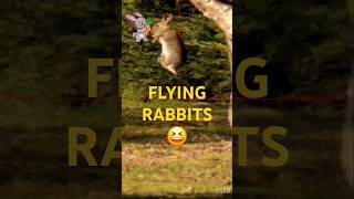 Rapid Fire Rabbit Takedowns rabbithunting australia rabbit [upl. by Grearson]