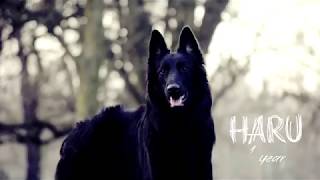 Haru  Belgian Shepherd Groenendael  1 year old [upl. by Adirem53]