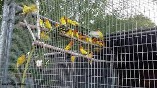 BREEDING CAGE LUTINO OPALINE FICHER 🐥🐣🐦🐦LOVEBIRDS Criadero de Agapornis [upl. by Eillam]