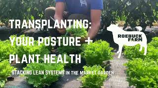 TRANSPLANTING looking after your back  your seedling health [upl. by Roti]