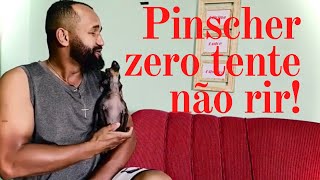 PINSCHER MINI UIVANDO [upl. by Yzmar]