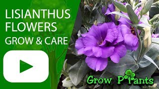 Lisianthus flower  grow amp care Eustoma Amazing cutflower [upl. by Harri]