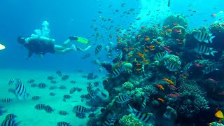 Israel  EILAT  Red Sea Diving [upl. by Gerdeen648]