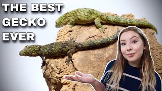 Chameleon Geckos The Most Underrated Pet Gecko [upl. by Andrien]