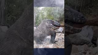 Komododragon  toxicvenomdragon  Venomreptiles  toxic reptile  shots [upl. by Asehr]