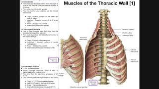 Muscles of the Thoracic Wall [upl. by Blodget637]