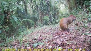 Guatusa Dasyprocta punctata [upl. by Ulrick358]