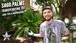 How to Grow Sago Palms Transplanting Update Care Tips Propagation amp Tutorial Cycas revoluta [upl. by Klinger]