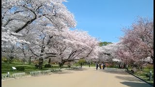 定點賞櫻—日本の櫻  HD畫質 1080p  京都府立植物園  Discover Nippon， Cherry Blossoms ，劉達裕。 [upl. by Frederik737]