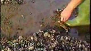 Hunstanton England Crabbing [upl. by Madea]