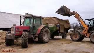 Feeding the feedlot cattle ground ear corn [upl. by Naot]